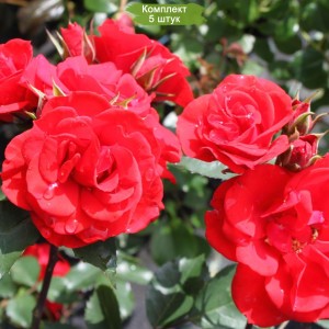 Саженцы кустовой розы Кордес Брильянт (Kordes Brilliant) -  комплект 5 шт.