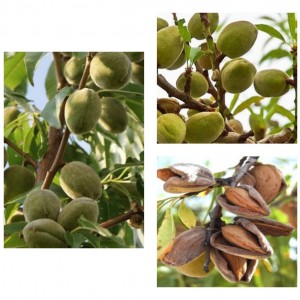 Саженцы миндаля Комплект саженцев М3 (Миндаль Обыкновенный, Прибрежный, Редкость)