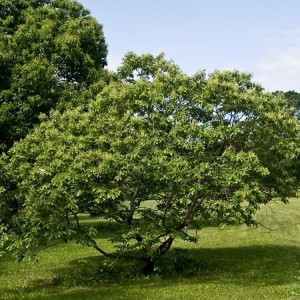 Саженец каштана Низкорослого