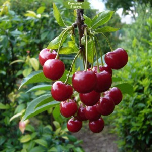 Саженцы черешни Бряночка -  комплект 5 шт.