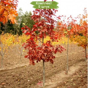 Саженцы дуба Красного 60-100 см -  комплект 5 шт.