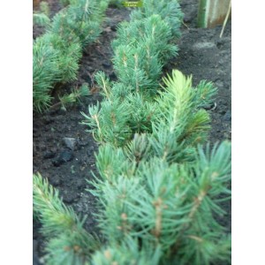 Саженцы ели голубой черенок (12-25 см) -  комплект 5 шт.