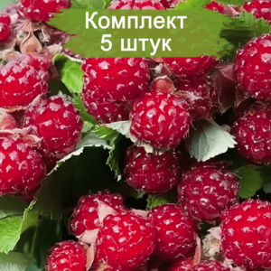 Саженцы красной ежемалины Ред Даймонд (Red Diamond) -  комплект 5 шт.
