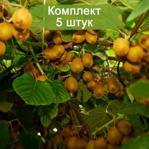 Саженцы киви Генрих -  комплект 5 шт.