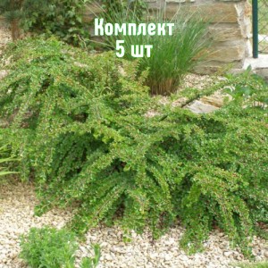 Комплект 5шт / Кизильник горизонтальный Робуста