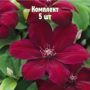 Комплект 5шт / Клематис Вестерплатте