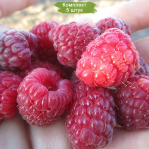 Саженцы ремонтантной малины Джоан Джи  (Joan J) (Красная) -  комплект 5 шт.