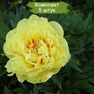 Саженцы пиона древовидного Голден Ислес (Golden Isles) -  комплект 5 шт.