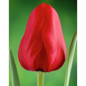 Луковица тюльпана Иль де Франс (Ile de France)