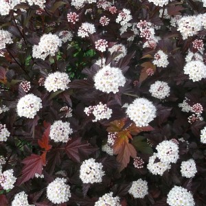 Саженец пузыреплодника калинолистного Диабло (Diabolo)