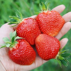 Саженец клубники Клэри (Clery) (Ранняя)